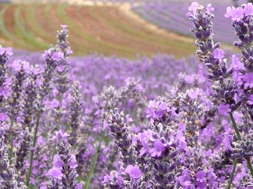 Unveiling the Scented Wonders of Warratina Lavender Farm