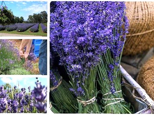 Exploring the Fragrant Beauty of Warratina Lavender Farm