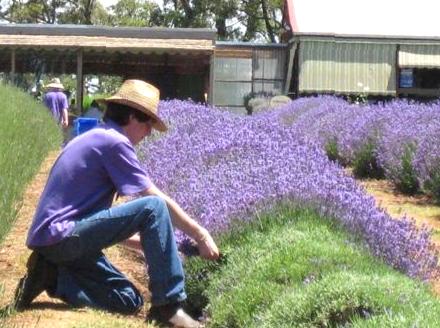 Immersing in the Fragrance of Warratina Lavender Farm